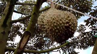 Vườn sầu riêng thất bại hoàn toàn rồi