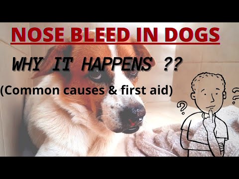 WHY NOSE BLEEDS IN DOGS  & WHAT TO DO❓( common causes and solutions in Tamil)