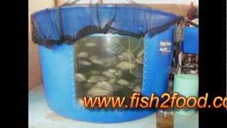 AQUAPONICS DR PHILLIPS HIGH SCHOOL BY FISH2FOOD AQUAPONICS