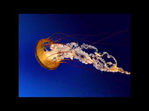 Duka Hithunada Panchiye   Jude Rogansvia torchbrowser com