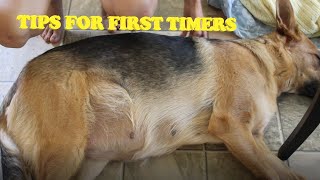 Tips for FIRST TIME PREGNANT DOG parents | Hunter
