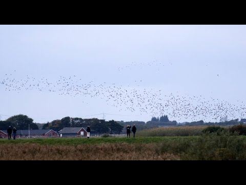 So habt Ihr Stare noch nie gesehen! Sort Sol - die schwarze Sonne oder den Tanz der Stare erleben!