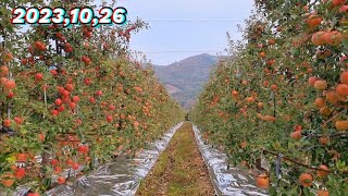 2023년10월26일 9년차 사과 80% 이상이 대과