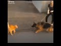 Gato Karate