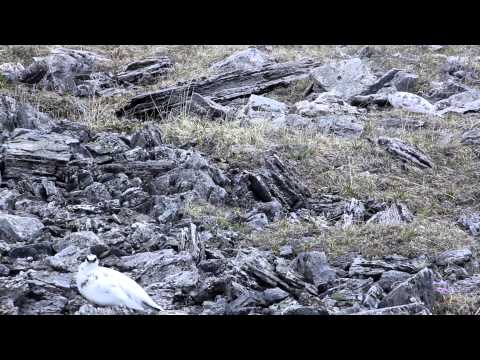 Ptarmigan observation in East Siberia (Buryat Republic)