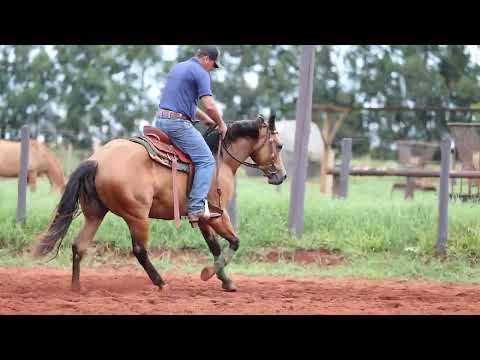 47   SPOOK GALLO FMM