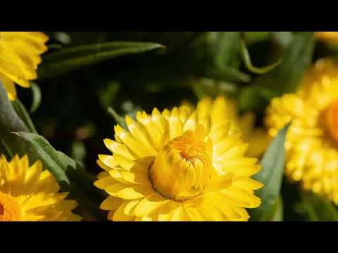 Opwekking 403 Kom en help ons oogsten 1B