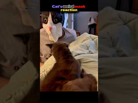 Mask scares the little cat
