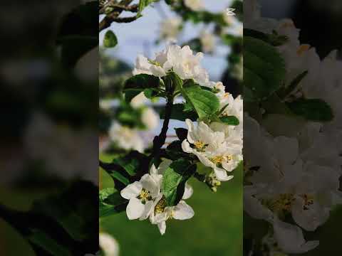 Villa La Angostura, Neuquén, Patagonia, Argentina