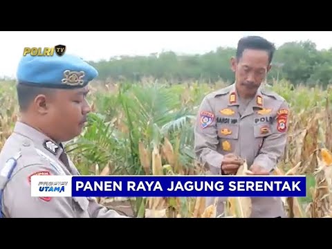 POLRES TANAH LAUT PANEN RAYA JAGUNG DI LAHAN SELUAS 17 HEKTARE