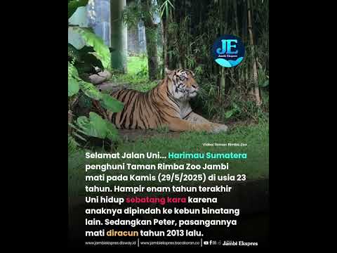 HARIMAU SUMATERA 'UNI' MATI DI TAMAN RIMBO ZOO JAMBI 