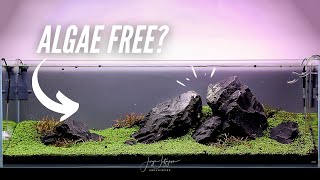 What happened to my IWAGUMI Aquascape?