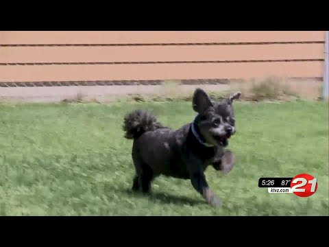 Pet Pals: Playful older fella needs a loving home