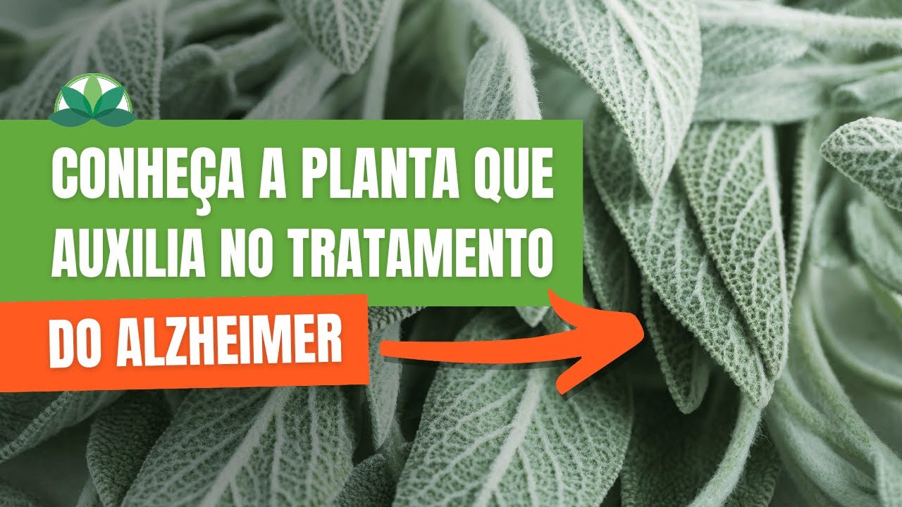Conheça a planta que auxilia no tratamento do Alzheimer!