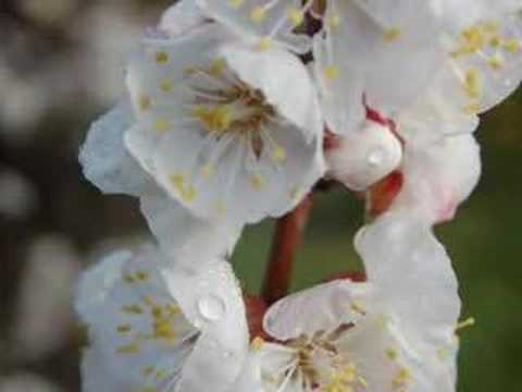 download lagu mp3 mp4 Gentle Folk Blossoms, download mp3 Gentle Folk Blossoms free downloadn, video klip Gentle Folk Blossoms