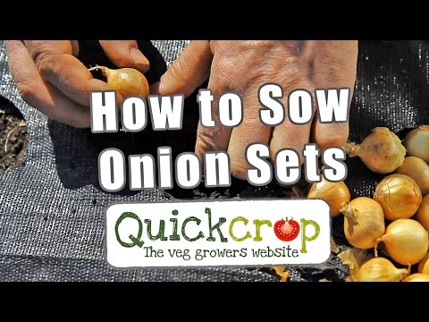 , title : 'How To Sow Onion Sets'