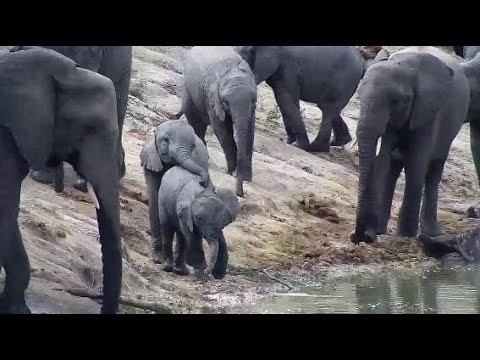 Djuma: Elephant herd with small ones come for a drink - 11:25 - 05/08/20