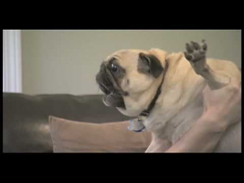 Curb Your Dog - Evil Pug*