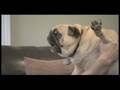 Curb Your Dog Evil Pug
