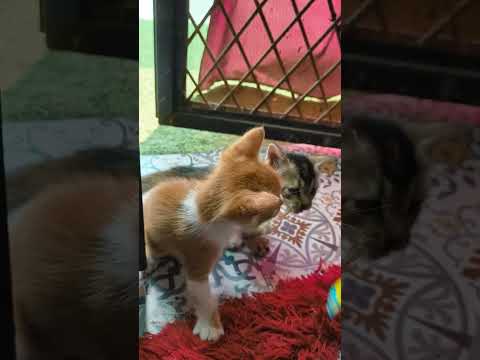 Angry kittens 😂😂 #kitten #kittenvideos #cat #kittycat