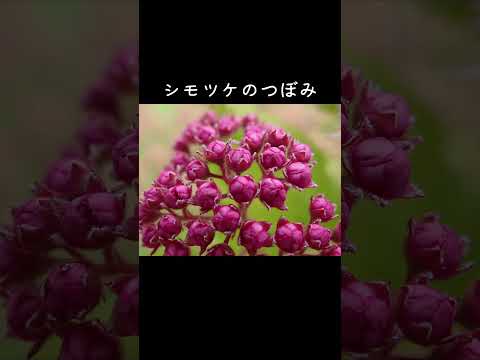 園芸 トゥーンベルグのシモツケ