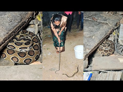 मांजरामुळे लोकांना दिसला हा अतिविषारी साप