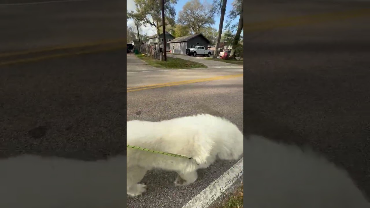 Enlarge Bear, an adopted Great Pyrenees in Spring, TX video 6/6