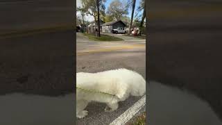 Video preview image #1 Great Pyrenees Puppy For Sale in Spring, TX, USA