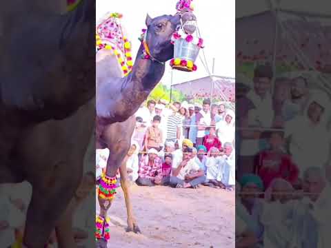 🙏viral dance 🙏#shorts #youtubeshorts #camel #vidyadhar #विद्याधर #ऊंट #trendingshorts