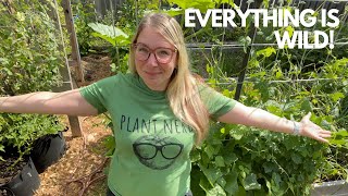 WEEK 27, 2021 Garden tour | Growing food in small spaces