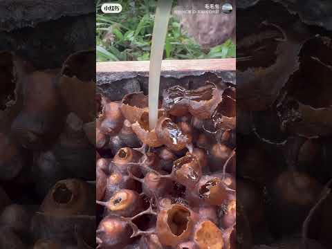 itama一大马品种