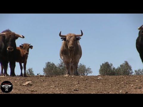 Toros Bravos Pastan por la Finca Toropasión || Navarra Toros