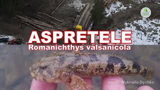 Aspretele, a supraviețuit extincției dinozaurilor