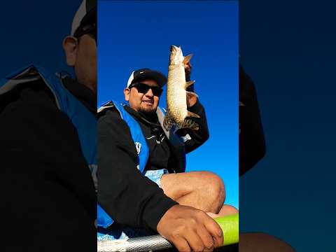 Little pike!!  #fishing #shorts #northernpike #pike