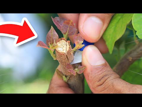 How to Graft Woody Stem Plants | Bougainvillea Grafting