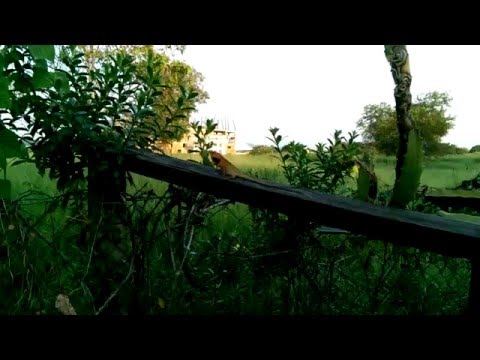 Malaysian butterfly lizard