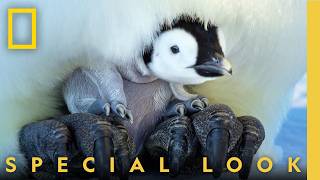Download lagu Emperor Penguin Mom Reunites with Family | Secrets of the Penguins | National Geographic mp3 Download lagu Emperor Penguin Mom Reunites with Family | Secrets of the Penguins | National Geographic mp3