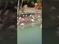 Greater Flamingo Kilimanjaro Safaris Disney S Animal Kingdom