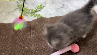 サイベリアンの動画01