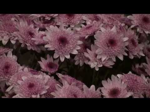 CABOCLO VÉIO - FLOR DE JAGUBE -  GLAUCO - CHAVEIRÃO 2