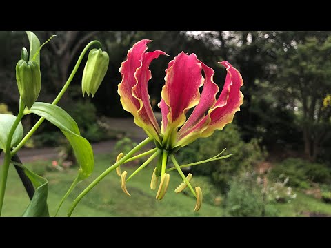 , title : 'Gloriosa Lily - How to Grow and Care   - Tuber to Flowering (Flame Lily)'
