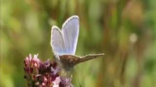 ENYA  Pale grass blue