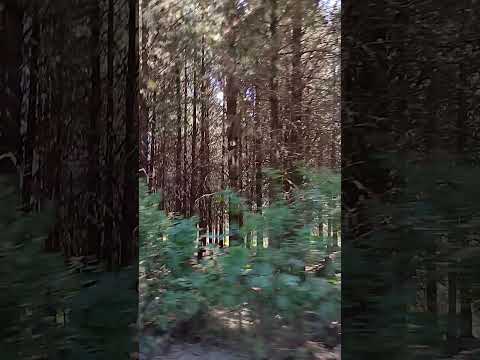 Camino al rio Blanco en El Bolsón #rioblanco #elbolsón #elbolson #rionegro #argentina