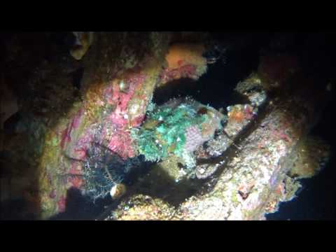 Frog Fish (Night DIve)