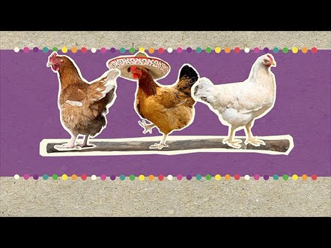 Zangexpress - Carnaval der dieren (groep 5, 6, 7,8)