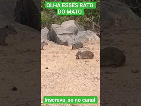 VINDO DA CAMINHADA NA BR, OLHA OS RATÃO QUE EU VI NA CABECEIRA DA PONTE EM CORONEL MURTA MG