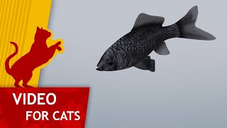 Cat Games - Catching Black Goldfish (Video for Cats to watch)