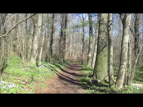 Spaziergang durch den Haseder Busch und in Richtung Giesen im Landkreis Hildesheim