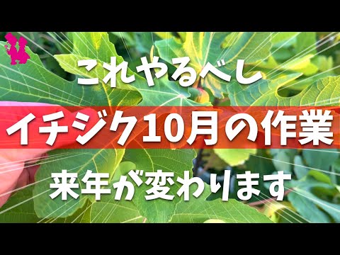 イチジクの気根なぜ高麗人参リリカ