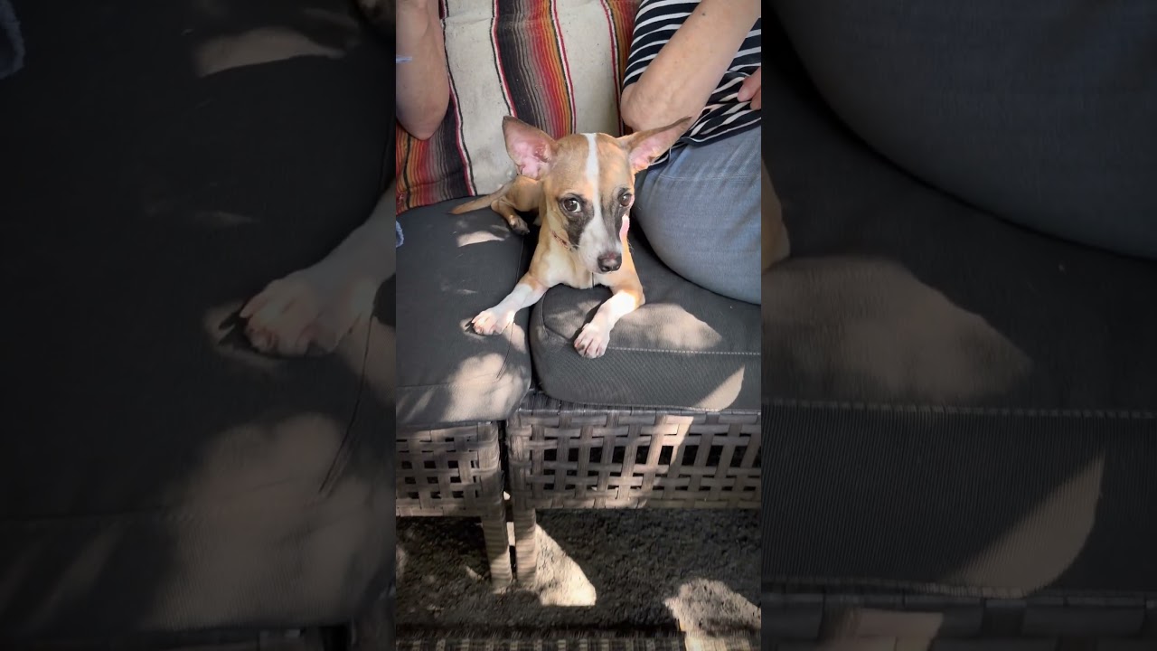 Phoebe , an adopted mixed breed in Chico, CA video 1/6